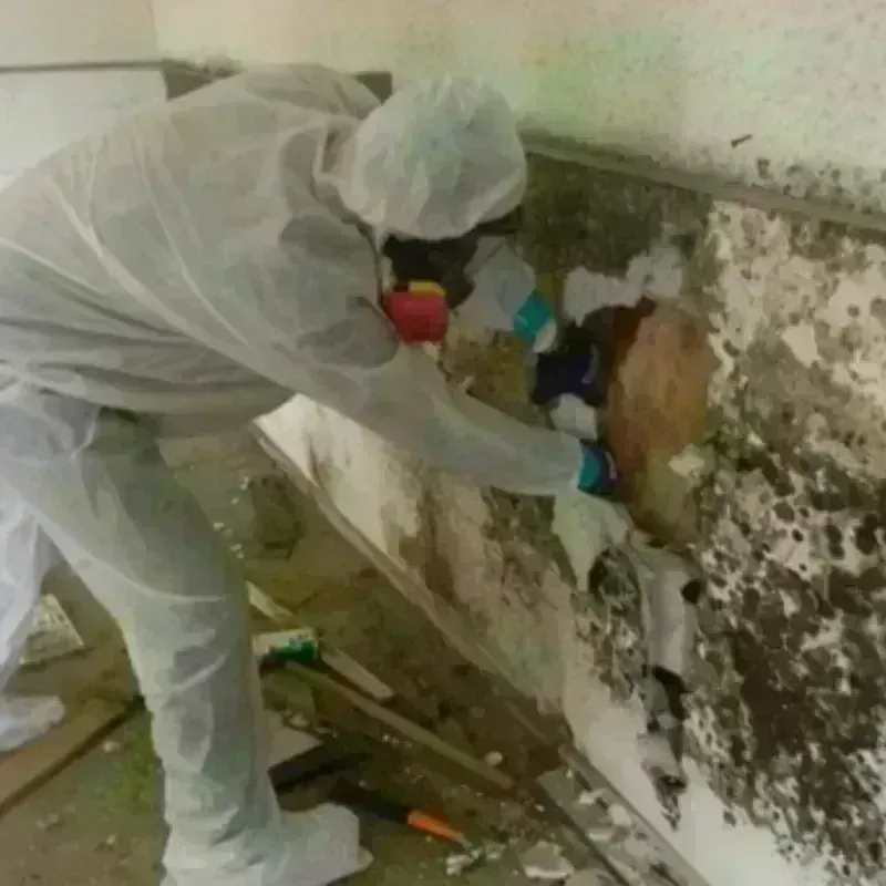 Mold Remediation and Removal in East Oakdale, CA